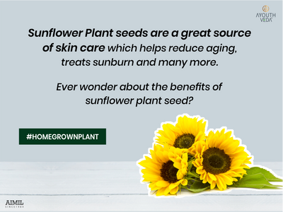 Sunflower- a gem in skin care
