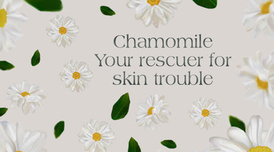 Chamomile- Your rescuer for Skin troubles