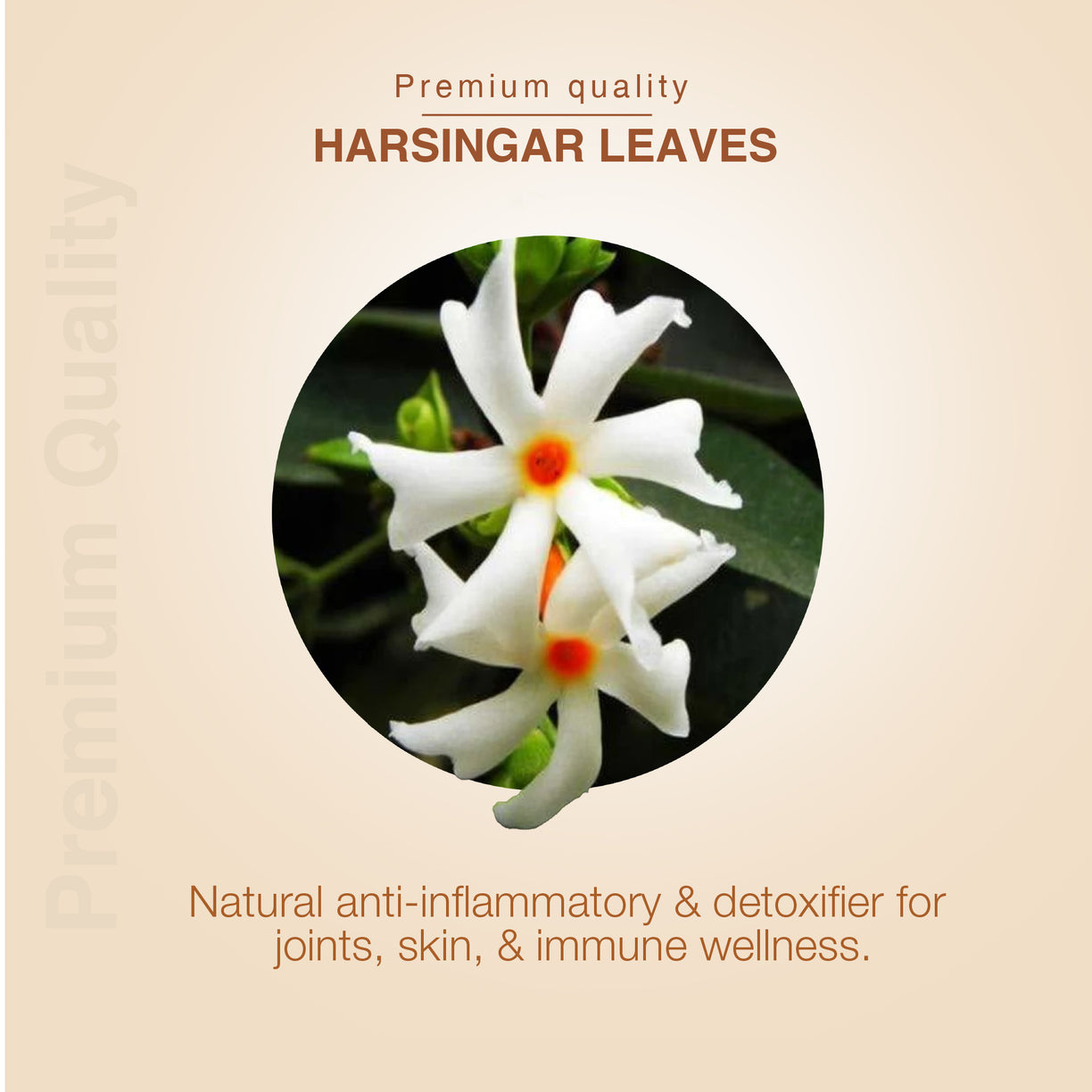 Ayouthveda Harsingar Leaves Decoction | Pure Parijat (Nyctanthes arbor-tristis) Herbal Drink for Joint Pain Relief, Skin & Hair Wellness | Immunity-Boosting, Caffeine-Free Ayurvedic Decoction | Naturally Shade-Dried | Net Qty: 200g