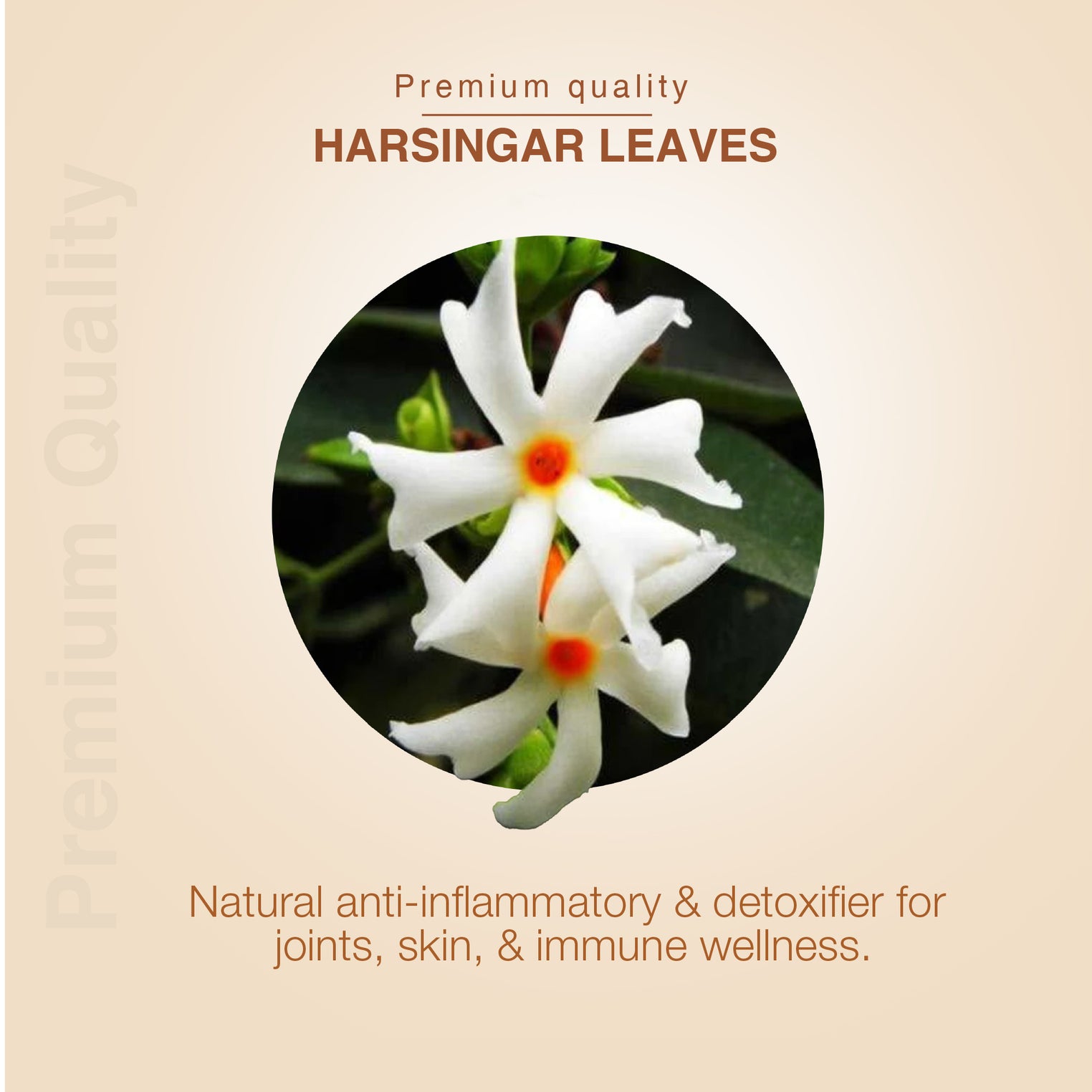 Ayouthveda Harsingar Leaves Decoction | Pure Parijat (Nyctanthes arbor-tristis) Herbal Drink for Joint Pain Relief, Skin & Hair Wellness | Immunity-Boosting, Caffeine-Free Ayurvedic Decoction | Naturally Shade-Dried | Net Qty: 200g