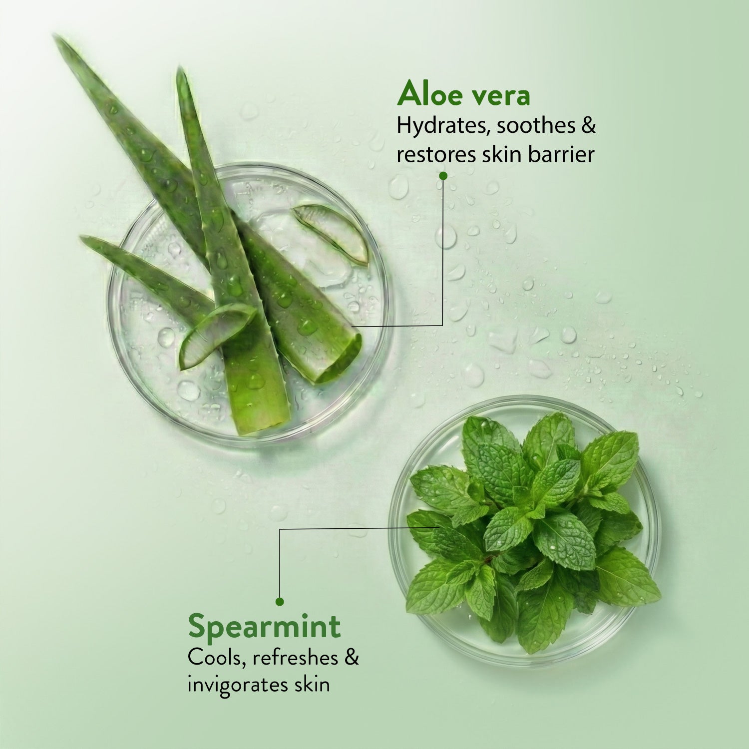 Ayouthveda Aloe Vera Bathing Soap (100g) each (Pack of 2)