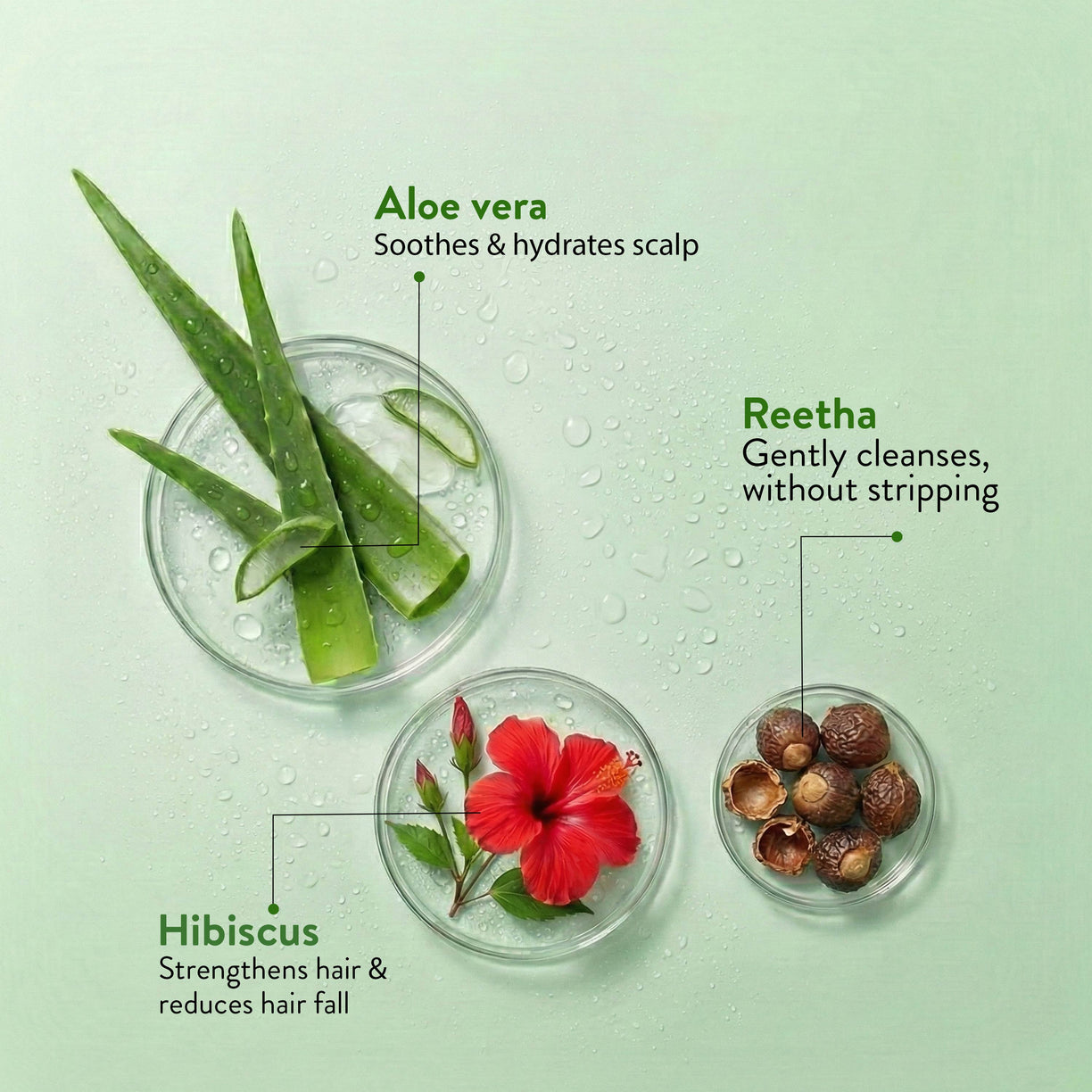 Ayouthveda Aloe Vera Shampoo for Hair Fall, Dandruff & Itchy Scalp | Root-Cause Focused Scalp Care | Phytotherapy-Based Formula | Gentle Cleansing & Scalp-Balancing| Suitable for All Hair Types | Net Qty – 250 ml