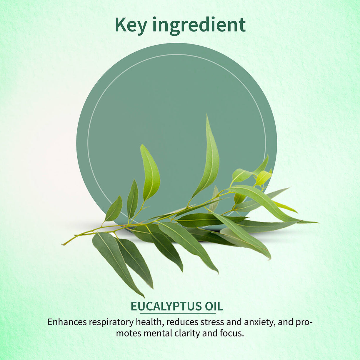 Eucalyptus Essential Oil 15ml - Ayouthveda